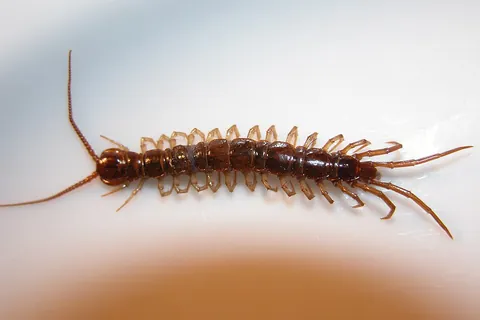 centipede: any arthropod of class Chilopoda, which have a segmented body with one pair of legs per segment and...