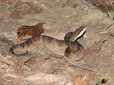 central american bushmaster: lachesis stenophrys, a species of pit viper