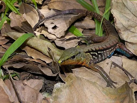 central american whiptail: a brown-colored lizard, Holcosus festivus, native to Central America and northern South America