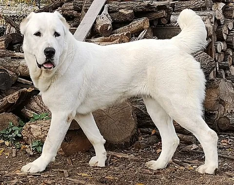 central asian ovcharka: a breed of large dog usually used as a livestock guardian