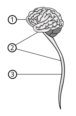 central nervous system: in vertebrates, that part of the nervous system comprising the brain, brain stem, and spinal cord