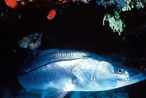 centropomid: any fish of the family Centropomidae