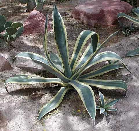 century plant: an agave (Agave americana) originally from Mexico but cultivated worldwide