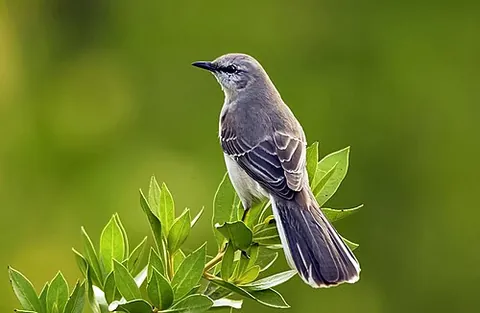 centzontle: a mockingbird