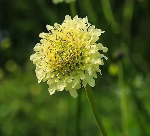 cephalaria: any caprifoliaceous flowering plant of the genus Cephalaria, closely related to teasels (Dipsacus)