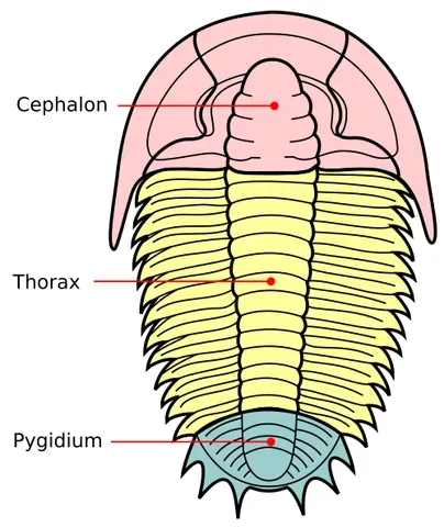 cephalon: the head of a trilobite