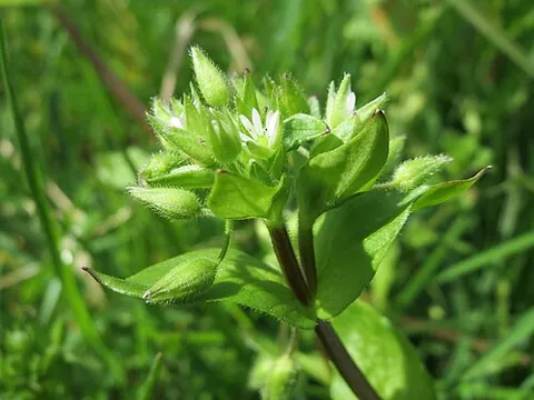 cerastium: any of several plants of the genus Cerastium