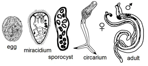 cercaria: the parasitic larva of trematodes that infect the final host generally