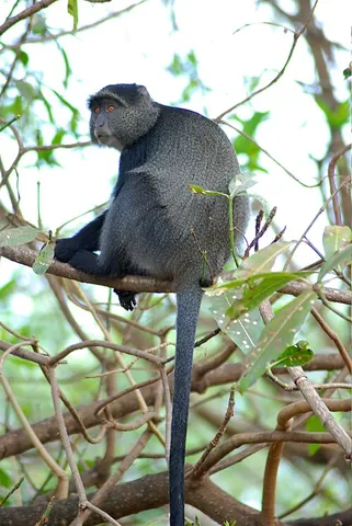cercopithecid: any species of the family Cercopithecidae, the Old World monkeys