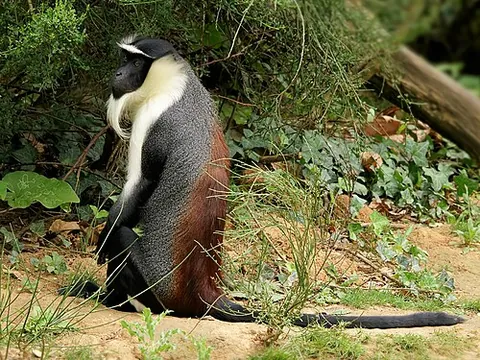 cercopithecoid: any species of the superfamily Cercopithecoidea (the Old World monkeys)