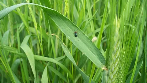 cereal leaf beetle: any beetle of the species Oulema melanopus