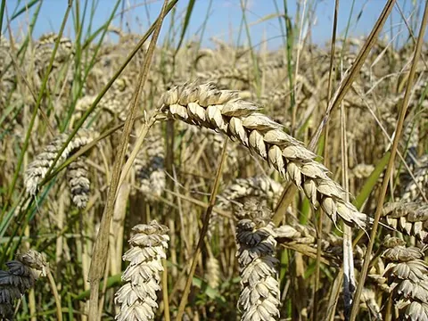 cereal: a type of grass (such as wheat, rice or oats) cultivated for its edible grains