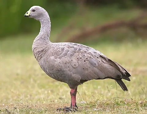 cereopsis: any large goose of the genus Cereopsis