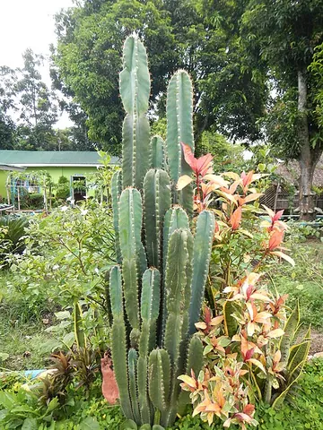 cereus: any of the genus Cereus, either as currently or formerly defined, of plants of the cactus family,...