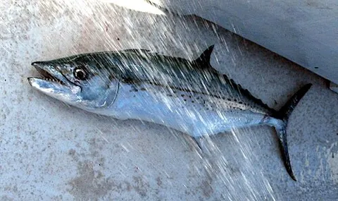 cero: a large scombroid food fish (Scomberomorus regalis) found chiefly in the West Indies