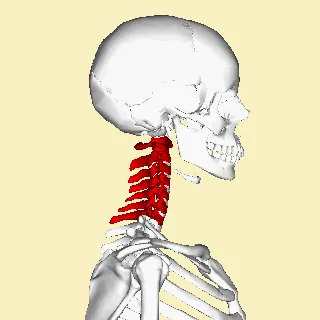 cervical vertebra: any of the seven vertebrae of the neck