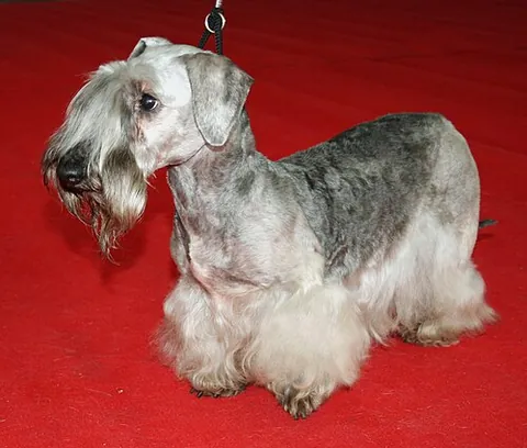 cesky terrier: a well-muscled, short-legged breed of hunting terrier