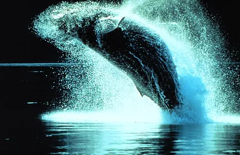 cetacean: pertaining to the zoologic infraorder Cetacea, or associated with species falling under that...