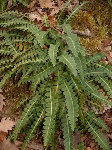 ceterach: a fern of species Asplenium ceterach