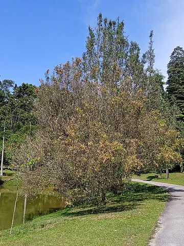 ceylon ironwood: mesua ferrea (rose chestnut)