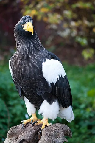 steller's sea eagle: haliaeetus pelagicus, a large bird of prey that is native to Northeast Asia