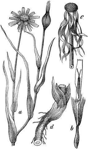 goat's-beard: a woodland plant of the family Rosaceae, Aruncus dioicus