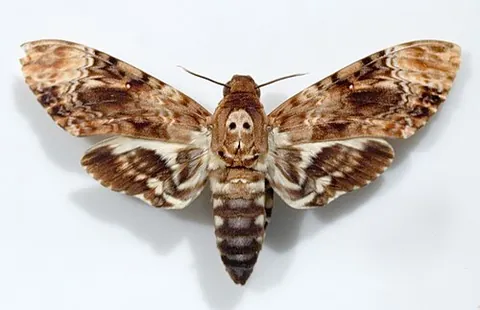 death's-head hawkmoth: a moth of any of the genus Acherontia, characterized by the skull-like pattern on its back