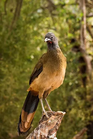 chachalaca: any of several cracid birds, of the genus Ortalis, limited to the Americas, that resemble the guans