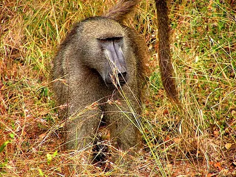 chacma: a species of baboon from Southern Africa, Papio ursinus