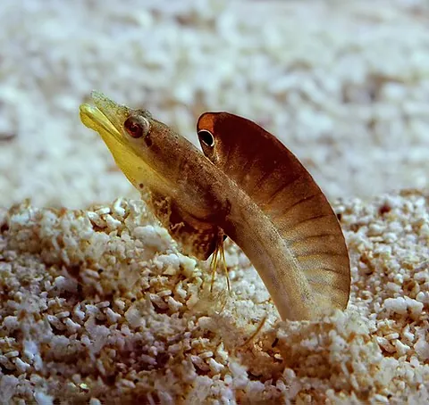 chaenopsid: any fish in the family Chaenopsidae