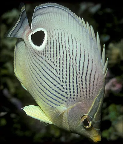 chaetodon: butterflyfish (of the genus Chaetodon)