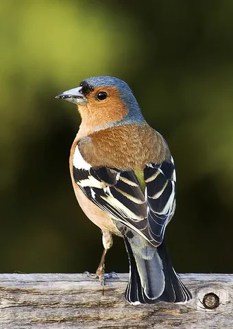chaffinch: a small passerine bird, Fringilla coelebs, of the finch family, found throughout Europe and...