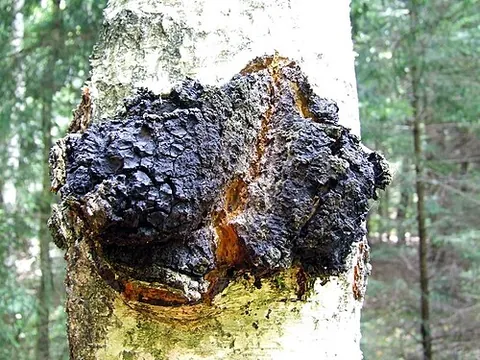 chaga: a parasitic fungus of trees, usually birch, found on the circumboreal region of the Northern...