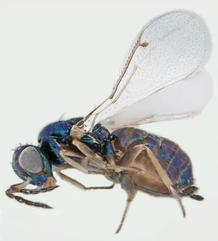 chalcid: any of many small wasps of the superfamily Chalcidoidea, most of which are parasitoids of other...