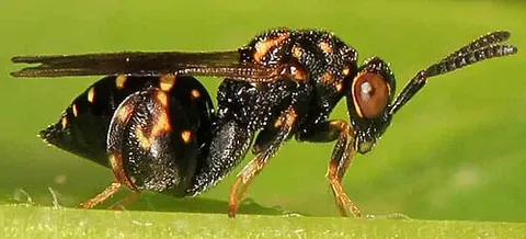 chalcidid: any member of the family Chalcididae, certain wasps