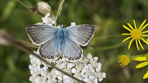 chalkhill blue: a silver-blue butterfly, Polyommatus coridon, of the family Lycaenidae