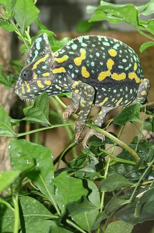 chamaeleonid: any lizard of the family Chamaeleonidae; a chameleon