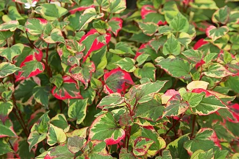 chameleon plant: a plant of the species Houttuynia cordata