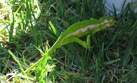 chameleon: a small to mid-size reptile, of the family Chamaeleonidae, and one of the best known lizard...