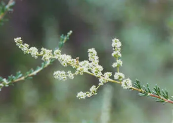 chamise: an evergreen shrub native to California, Adenostoma fasciculatum, in the botanical family Rosaceae