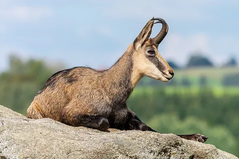 chamois: a short-horned goat antelope native to mountainous terrain in southern Europe; Rupicapra rupicapra