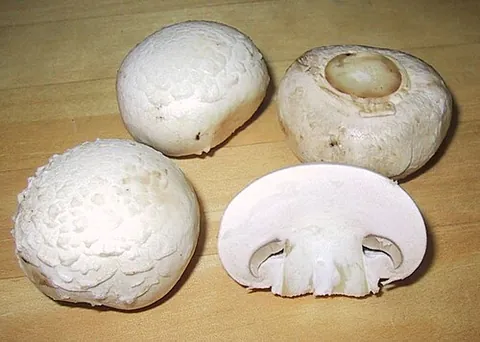champignon: any mushroom of the genus Agaricus