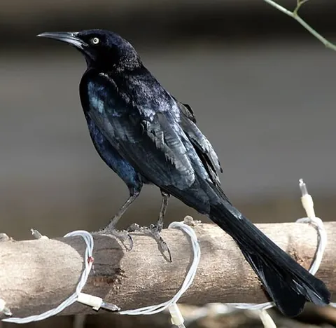 chanate: a kind of bird