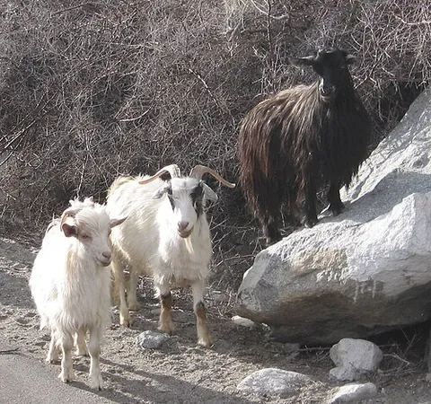 changthangi: a breed of cashmere goat native to the high plateaus of Ladakh in northern India
