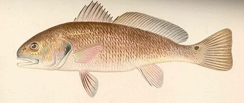 channel bass: sciaenops ocellatus, a large red edible fish