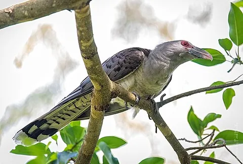 channel-billed cuckoo: a large, grey cuckoo, Scythrops novaehollandiae, of Indonesia, New Guinea and northeastern...