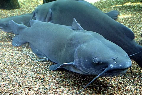 channel catfish: a fish of the species Ictalurus punctatus, native to eastern North America