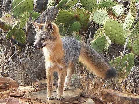 channel island fox: a fox of the species Urocyon littoralis, native to the Channel Islands off the coast of California....