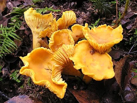 chanterelle: a widely distributed edible mushroom, Cantharellus cibarius, being yellow and trumpet-shaped; or...