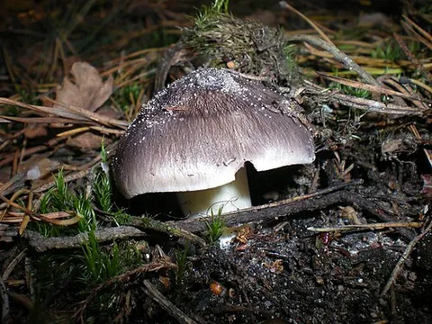 charbonnier: a species of fungus in the family Tricholomataceae, Tricholoma portentosum
